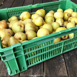Bio Tafelbirnen 1 kg
