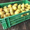 Bio Tafelbirnen 1 kg